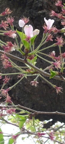 c0225143_1147566.jpg