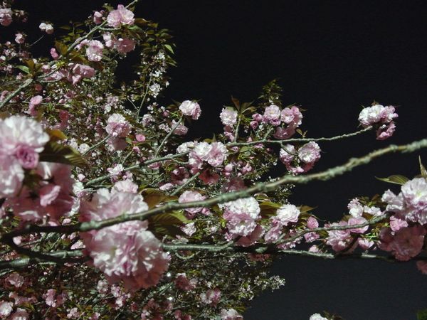 f0006510_0355839.jpg