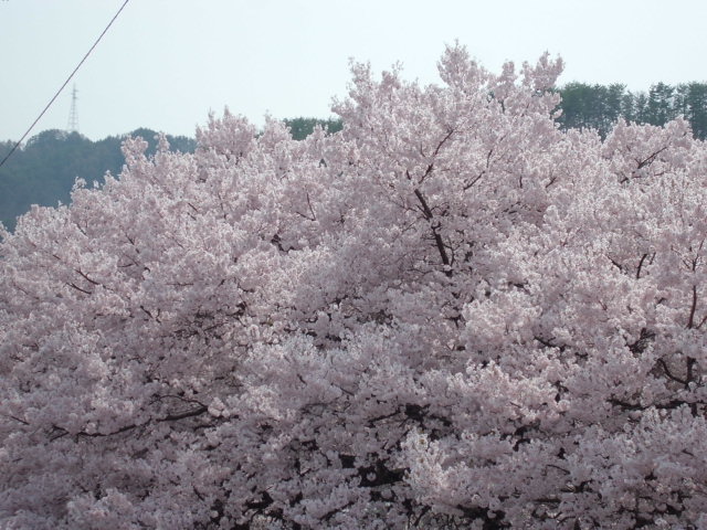 b0183111_22104436.jpg