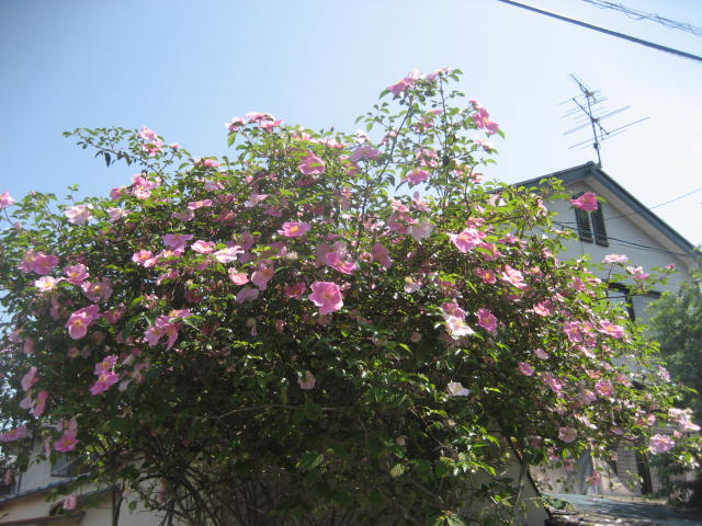 f0139520_13264563.jpg