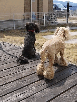 f0326925_23050744.gif