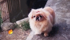 e0255638_14372473.gif