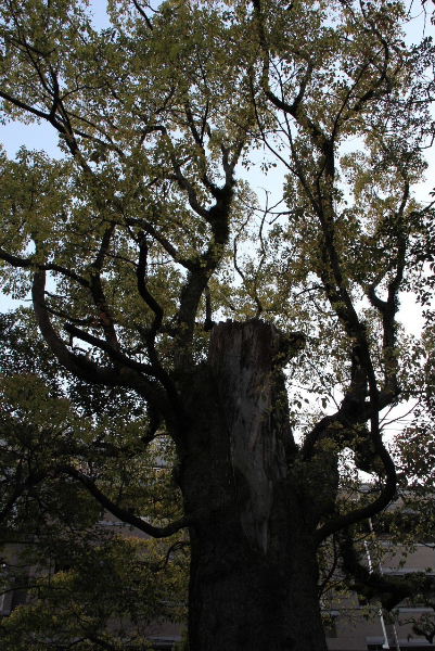 c0011649_1534538.jpg