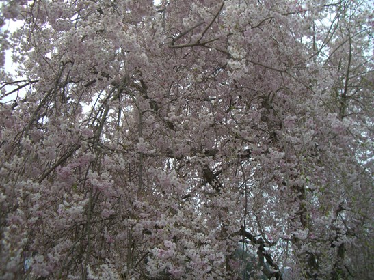 e0240973_14394087.jpg