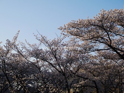 a0147281_22240415.jpg