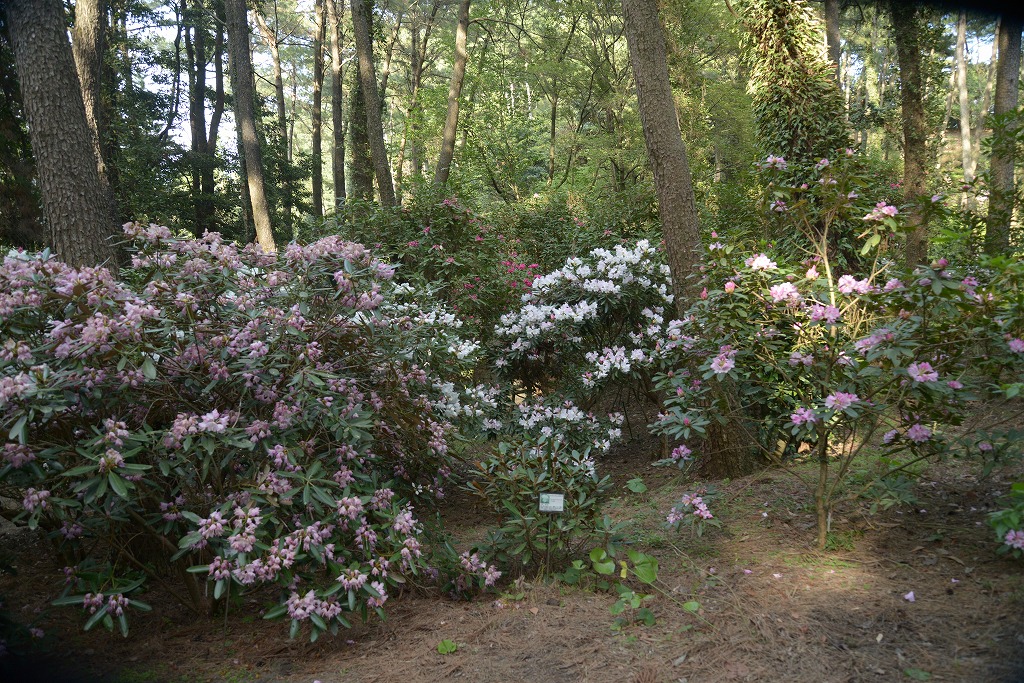 c0240388_175452100.jpg