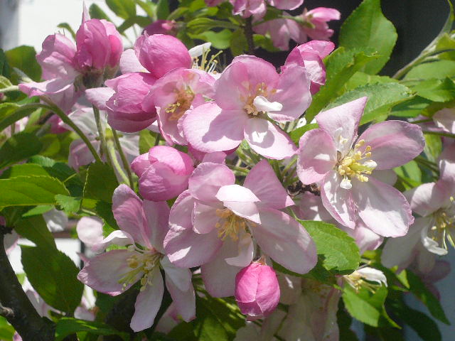 e0026017_13233690.jpg