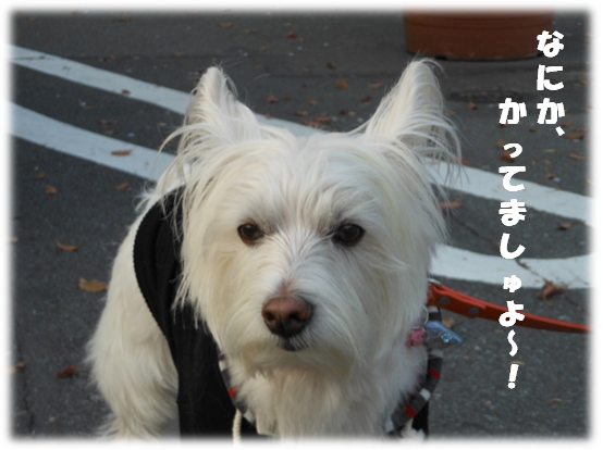 b0242873_10395741.png