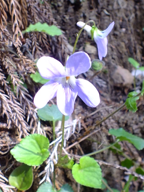 e0145782_1411119.jpg