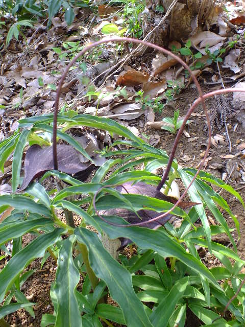 e0145782_1461825.jpg