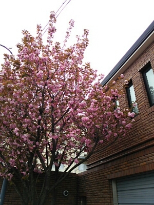f0106823_130721.jpg