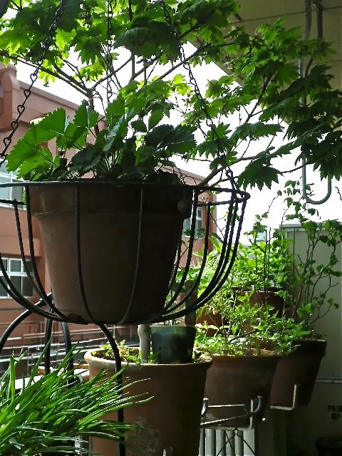 b0027736_1474487.jpg