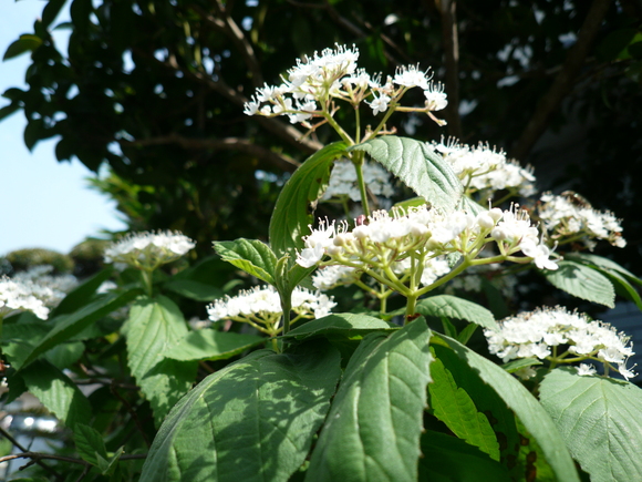 c0043055_113724100.jpg