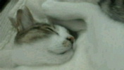 c0052756_1719482.jpg