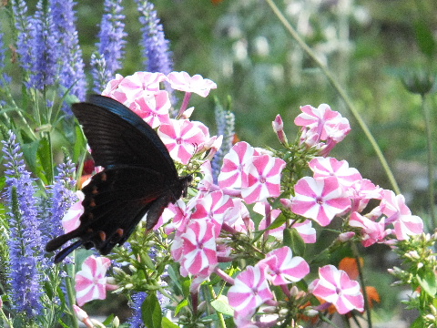 e0088260_13311727.jpg