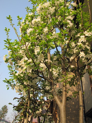 b0183566_2155388.jpg