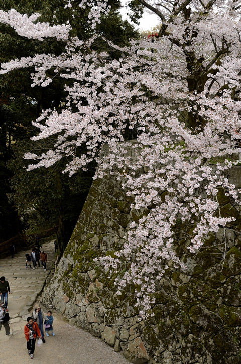 f0108478_2049495.jpg