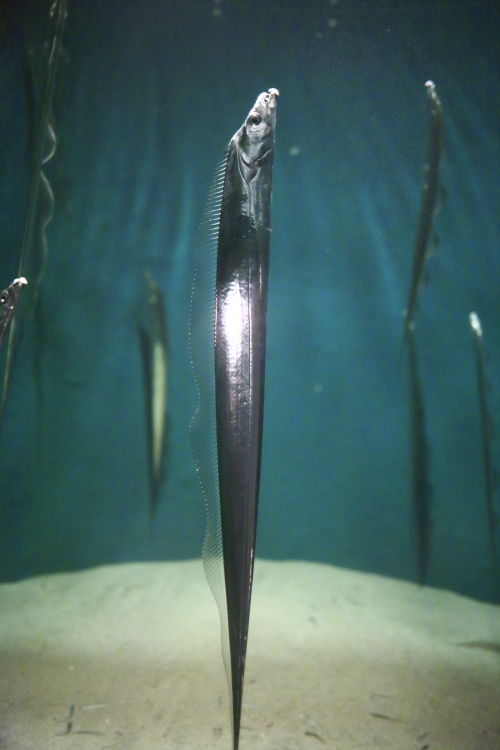 c0239983_1361368.jpg