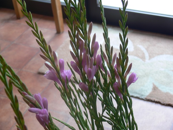 e0140986_17183374.jpg