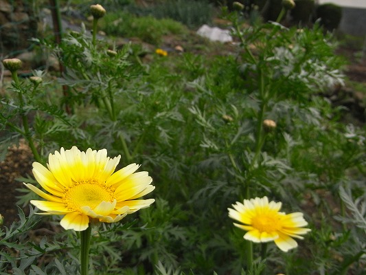 f0187402_22474265.jpg