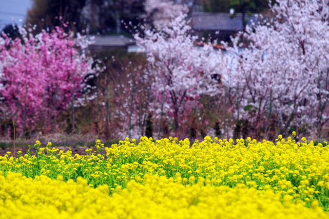 a0263109_90627.jpg