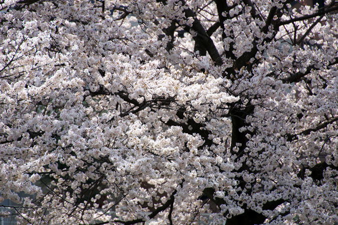 a0263109_91073.jpg