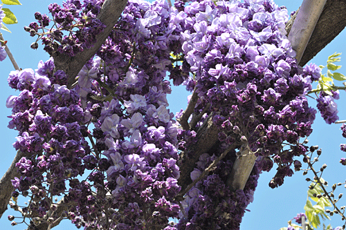 a0278809_12433950.gif