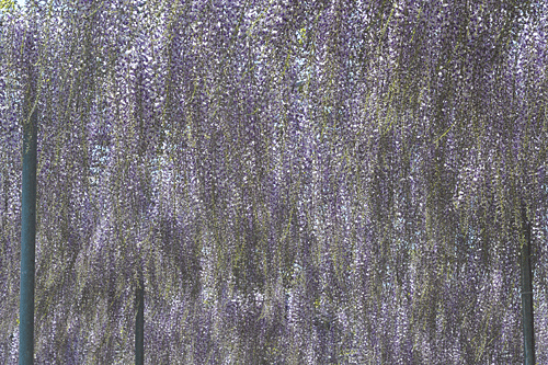 a0278809_12451640.gif
