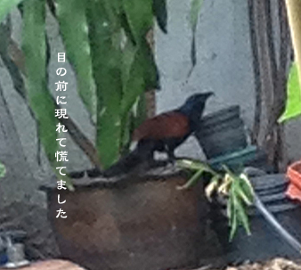 d0042827_2123350.jpg