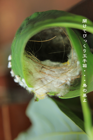 d0042827_225391.jpg