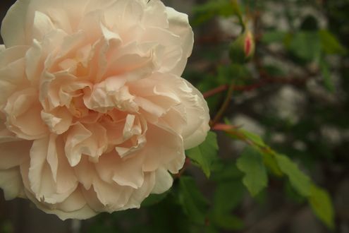 f0243731_1331469.jpg