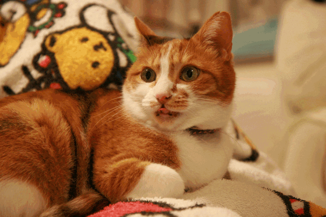 c0136736_925179.gif