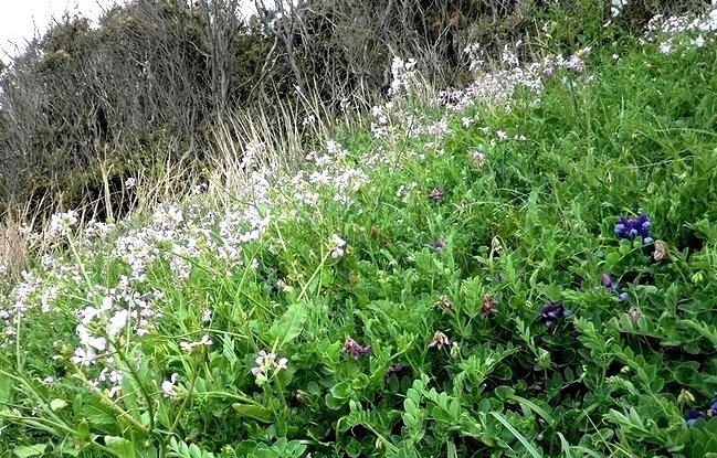 e0143690_1454407.jpg