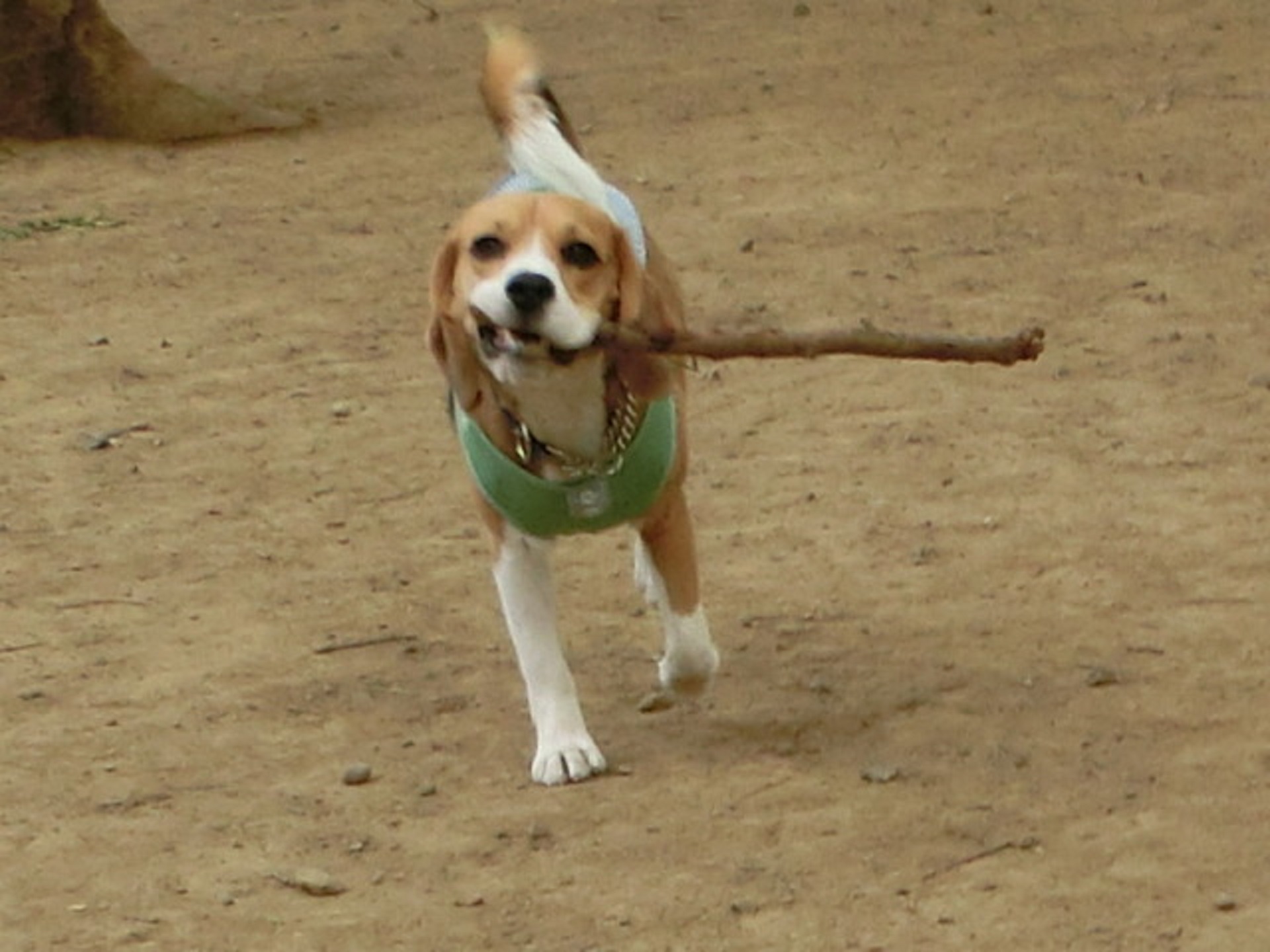 a0319693_101345.jpg