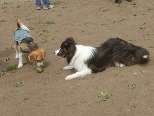 a0319693_17374090.jpg