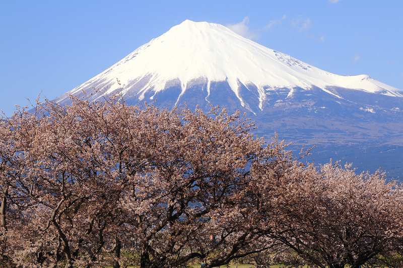 a0188405_1011528.jpg
