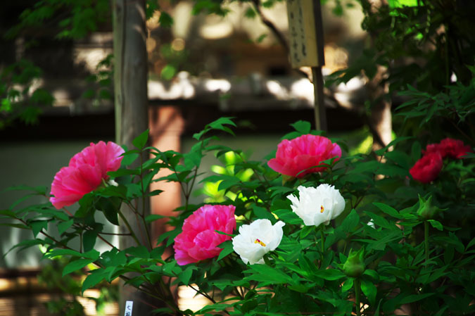 a0263109_15501650.jpg