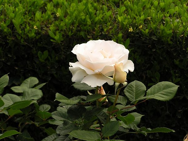 b0064411_06072851.jpg