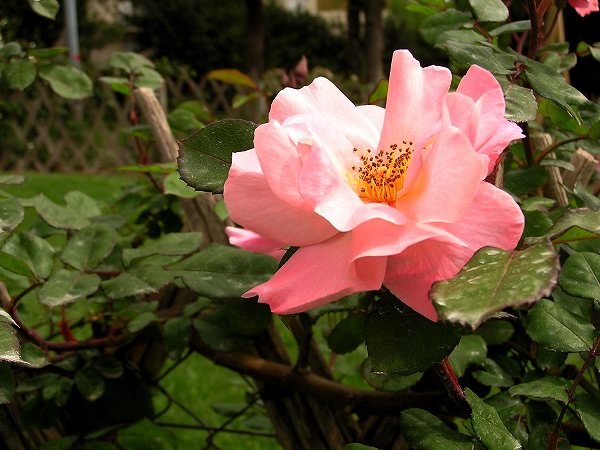 b0064411_06182572.jpg