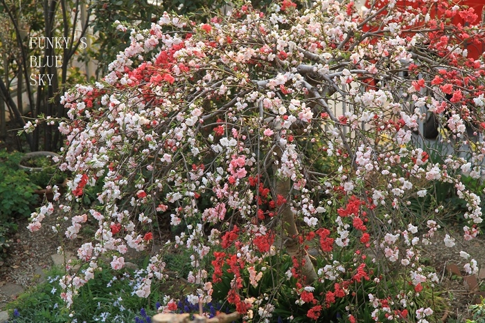 c0145250_16273732.jpg