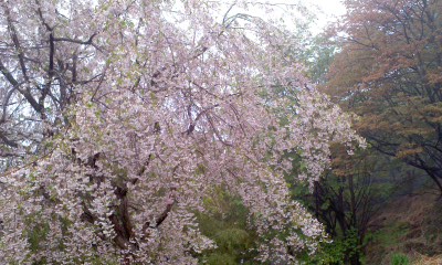 c0069380_1519315.jpg