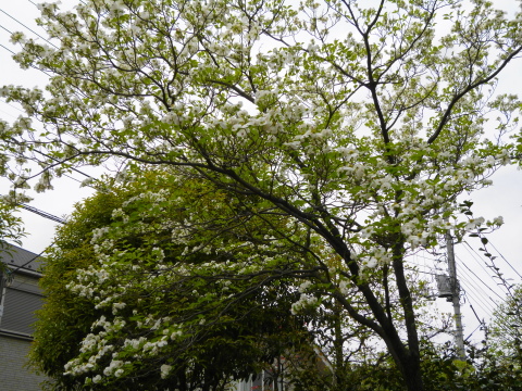 c0310987_10565320.jpg