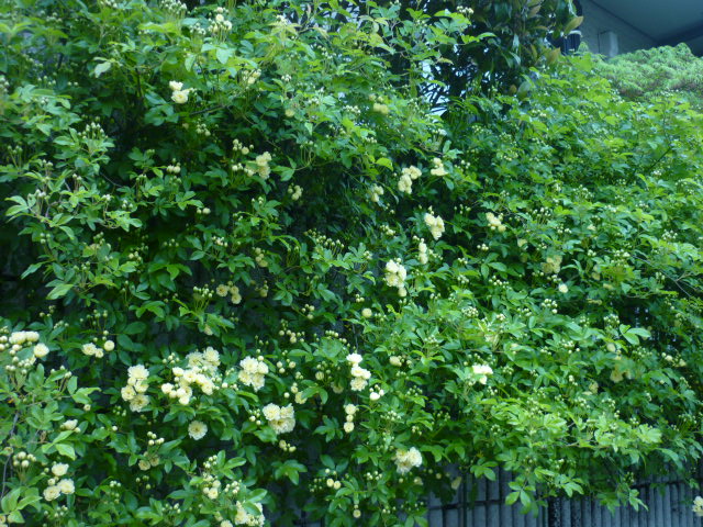 e0326699_16325963.jpg