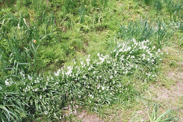 e0025300_1793917.jpg