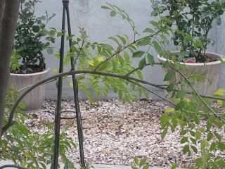 c0152002_19013065.jpg