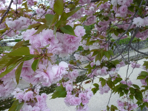 c0225153_18272786.gif