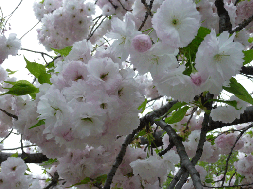 c0225153_18353886.gif