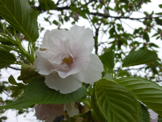 c0225153_18373058.gif