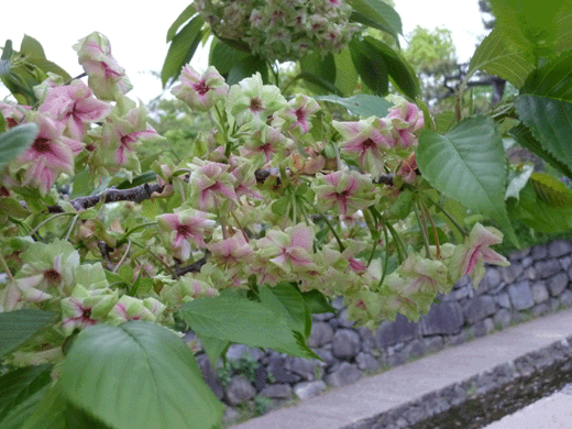 c0225153_18374621.gif