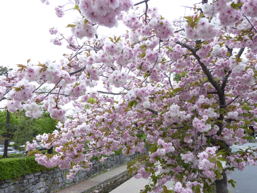 c0225153_188811.gif